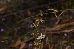Wurmbea biglandulosa