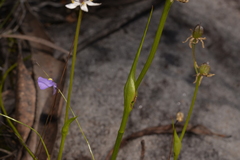Wurmbea biglandulosa