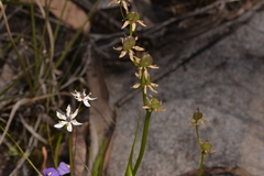 Wurmbea biglandulosa
