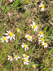 Pentachaeta bellidiflora