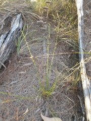 Stackhousia muricata