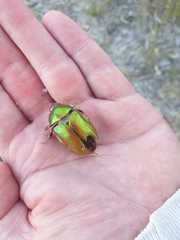 Anoplognathus viridiaeneus