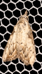 Nola pleurochorda