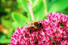 Apis mellifera