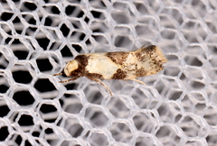 Euphiltra celeteria