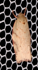 Euchaetis inceptella