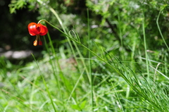 Lilium pomponium