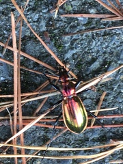 Carabus lineatus
