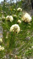 Melaleuca capitata