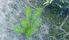Oxalis confertifolia