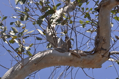 Eucalyptus bancroftii
