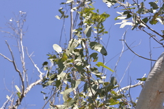 Eucalyptus bancroftii