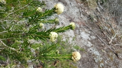 Melaleuca capitata