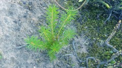 Oxalis confertifolia