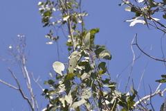 Eucalyptus bancroftii