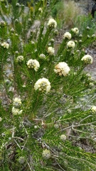 Melaleuca capitata