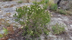 Melaleuca capitata