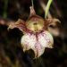 Gladiolus maculatus - Photo (c) Brian du Preez, algunos derechos reservados (CC BY-SA), subido por Brian du Preez