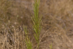 Acacia quadrilateralis