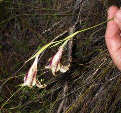 Gladiolus maculatus