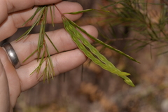 Acacia quadrilateralis