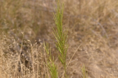 Acacia quadrilateralis