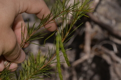 Acacia quadrilateralis