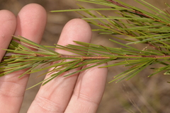 Acacia quadrilateralis