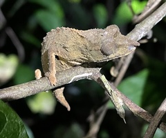 Rhampholeon chapmanorum