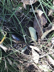 Potamonautes parvicorpus