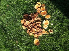 Hypholoma fasciculare