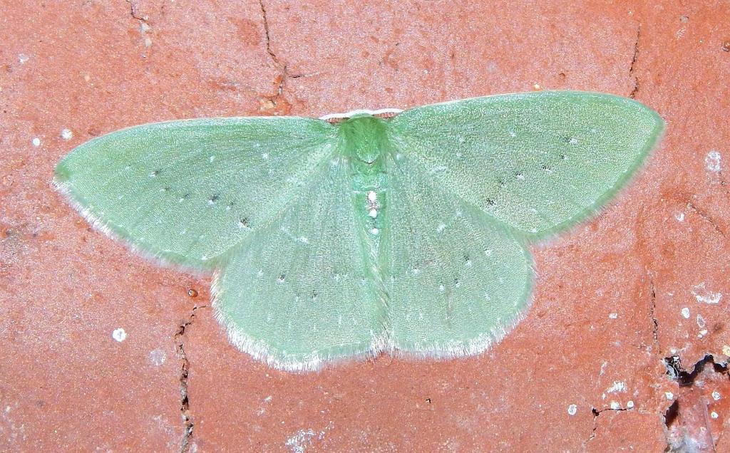 White-spotted Emeralds