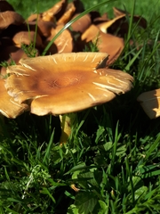 Hypholoma fasciculare