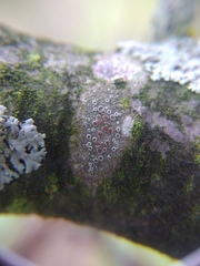 Lecanora argentata