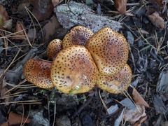 Pholiota jahnii
