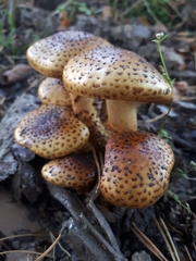 Pholiota jahnii