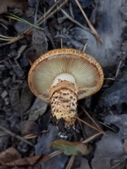 Pholiota jahnii