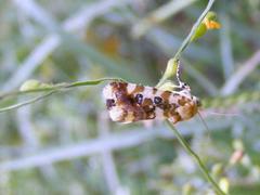 Acontia transfigurata