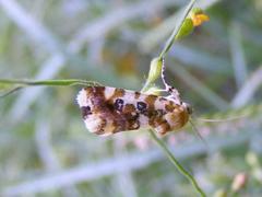 Acontia transfigurata