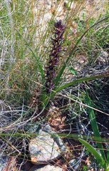 Wurmbea marginata