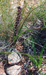 Wurmbea marginata