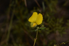 Gompholobium virgatum