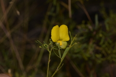 Gompholobium virgatum