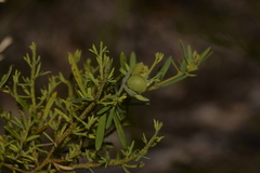 Gompholobium virgatum