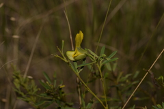 Gompholobium virgatum