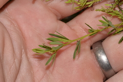 Gompholobium virgatum