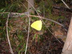 Catopsilia gorgophone