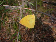 Catopsilia gorgophone