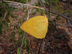 Catopsilia gorgophone