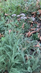 Achillea millefolium